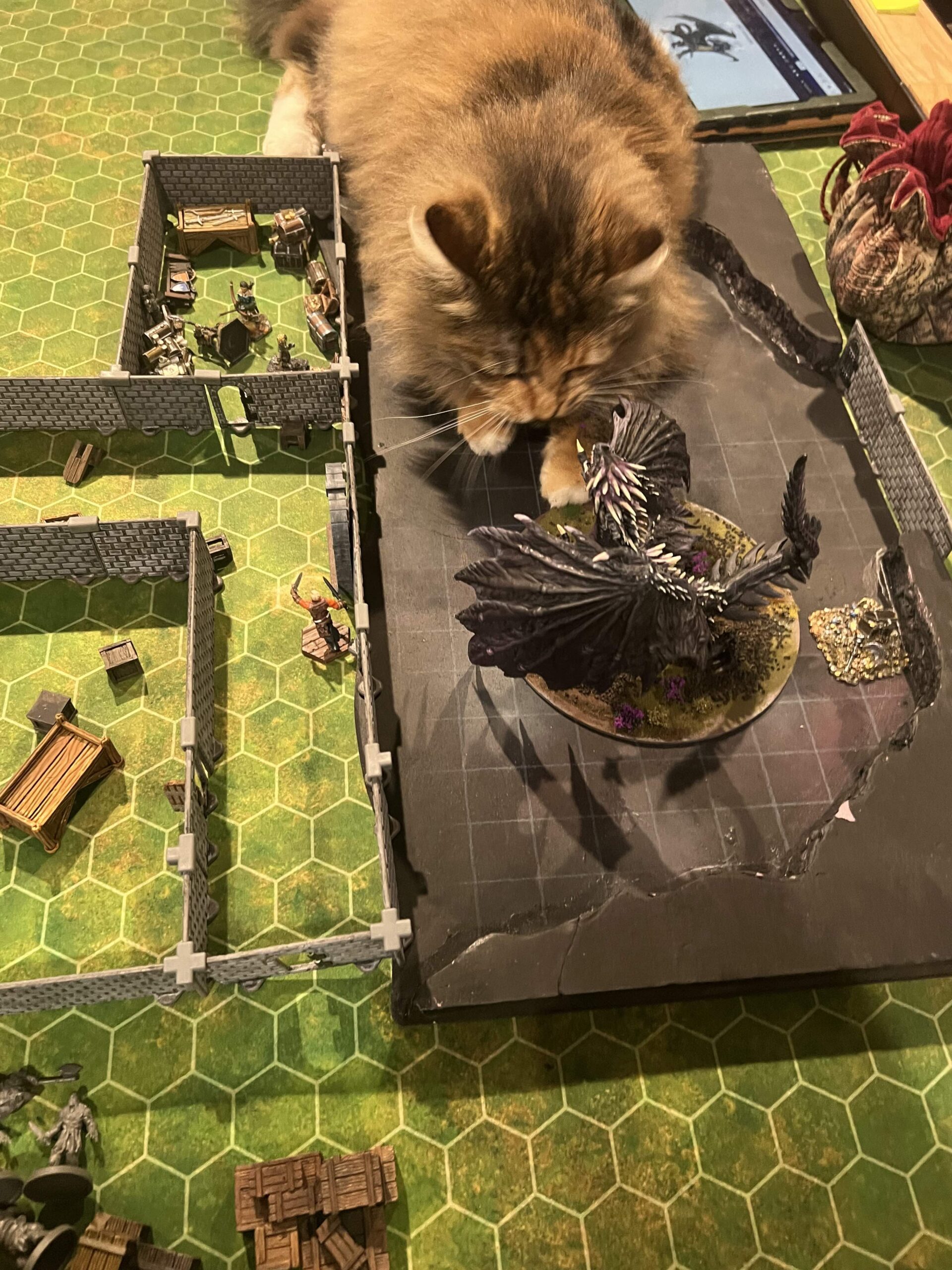 cat attack